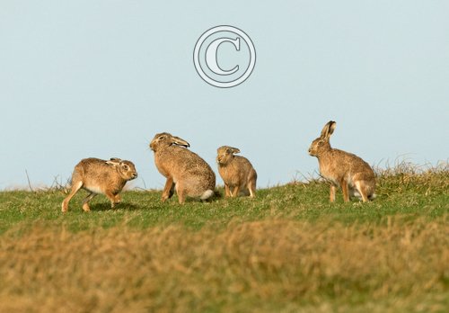    Brown Hares DM2011